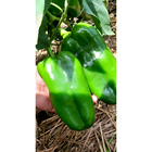 Sementes De Pimentão Híbrido Raquel F1 Env. C/ 1.000 Sementes