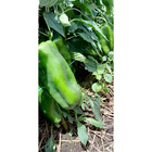 Sementes De Pimentão Híbrido Raquel F1 Env. C/ 1.000 Sementes