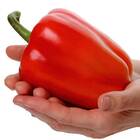 Sementes De Pimentão Rubi Gigante Feltrin