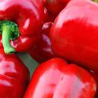 Sementes De Pimentão Rubi Gigante Feltrin