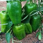 Sementes De Pimentão Verde Yolo Wonder Feltrin