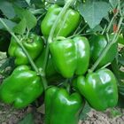 Sementes De Pimentão Verde Yolo Wonder Feltrin