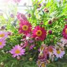 Sementes De Piretro Gigante (sortido) Feltrin