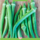 Sementes De Quiabo Hibrido Cariri (100 Sementes) Isla