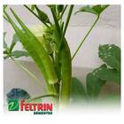 Sementes De Quiabo Valença Feltrin