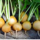 Sementes De Rabanete Aquiles (amarelo) Isla