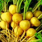 Sementes De Rabanete Aquiles (amarelo) Isla