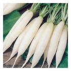Sementes De Rabanete Branco Comprido Isla