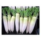 Sementes De Rabanete Branco Comprido Isla