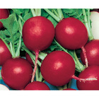 Sementes De Rabanete Crimson Gigante Pcte C/ 100 Gramas