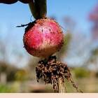 Sementes De Rabanete Hibrido Nº19 Super Isla