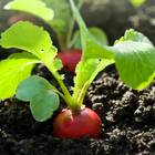 Sementes De Rabanete Hibrido Nº19 Super Isla