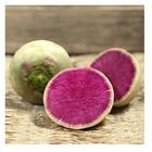 Sementes De Rabanete Quiron [melancia] Isla