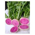 Sementes De Rabanete Quiron [melancia] Isla