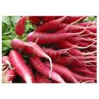 Sementes De Rabanete Vermelho Comprido Isla