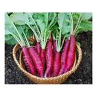 Sementes De Rabanete Vermelho Comprido Isla