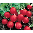 Sementes De Rabanete Zapp Pcte C/ 100 Gramas