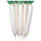 Sementes De Rabano Minowase (rabanete Japonês) Topseed