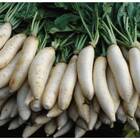 Sementes De Rabano Minowase (rabanete Japonês) Topseed
