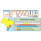 Sementes De Rabano Minowase Pcte C/ 100 Gramas