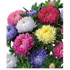 Sementes De Rainha Margarida Pompom [sortida] Topseed