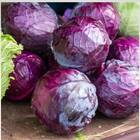 Sementes De Repolho Roxo Topseed