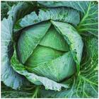 Sementes De Repolho Solar Orgânico (1,60g) Super Isla