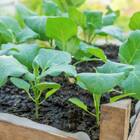 Sementes De Rúcula Cultivada (50g) Isla