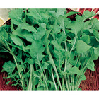 Sementes De Rúcula Cultivada Pcte C/ 500 Gramas