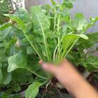 Sementes De Rúcula Folha Larga (50g) Topseed