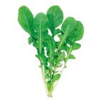 Sementes De Rúcula Folha Larga (50g) Topseed