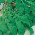 Sementes De Rúcula Folha Larga (50g) Topseed