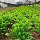 Sementes De Rúcula Rokita (50g) Isla