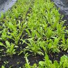 Sementes De Rúcula Rokita (50g) Isla