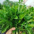 Sementes De Rúcula Rokita (50g) Isla