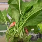 Sementes De Rúcula Sasha Super Isla Sakata