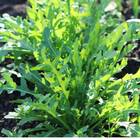 Sementes De Rúcula Selvática Topseed