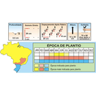 Sementes De Salsa Crespa Pcte C/ 100 Gramas