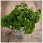 Sementes De Salsa Crespa Topseed