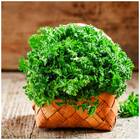 Sementes De Salsa Crespa Topseed