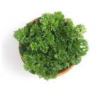 Sementes De Salsa Crespa Topseed