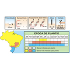 Sementes De Salsa Graúda Portuguesa Pcte C/ 100 Gramas