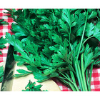 Sementes De Salsa Lisa Pcte C/ 500 Gramas