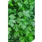 Sementes De Salsa/salsinha Lisa (50g) Isla