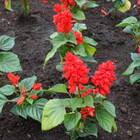 Sementes De Sálvia Splenders Incêndio Topseed