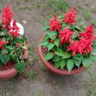 Sementes De Sálvia Splenders Incêndio Topseed