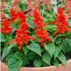 Sementes De Sálvia Splenders Incêndio Topseed