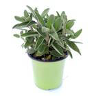 Sementes De Sálvia Topseed