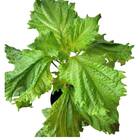 Sementes De Shissô [kobe/perila] Isla