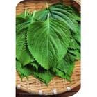 Sementes De Shissô [kobe/perila] Isla